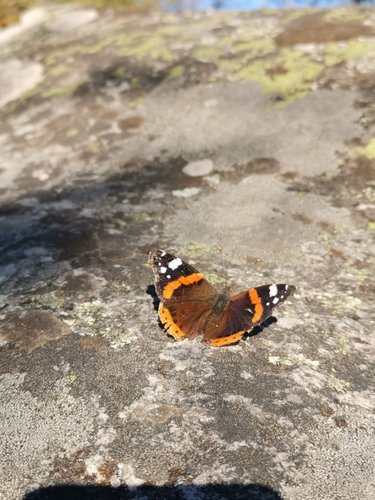 Area cover image showing a relevant boulder.